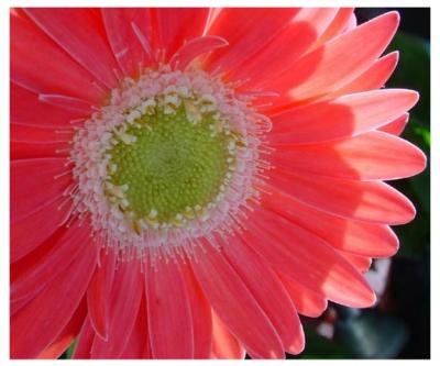 It's Blooming by florg