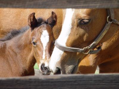 Mepache and Foalby pj_photo