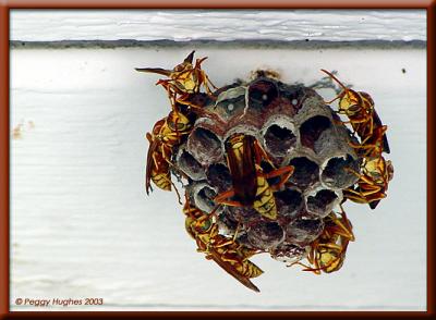 working together by Peggy
