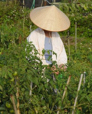   The Tacit Farmer    by Helen Betts  