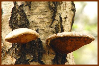 Fungi and treeBy Jon M