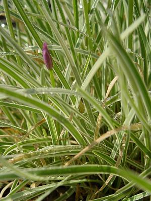 One Purple Bud*  by Howard Cheng
