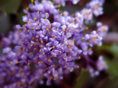 Squaw Carpet Blossoms by Sarah D