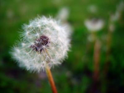 Dandy Dud by Shutter