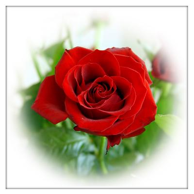 *just a Rose #2 by Hewy
