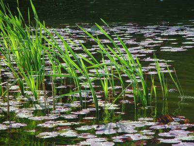 Pond *by Willem