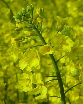Rapeseed flower *by Willem