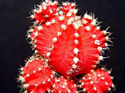 cactus*  by Katherine Kenison