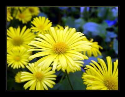 Yellow_2 by Saf1