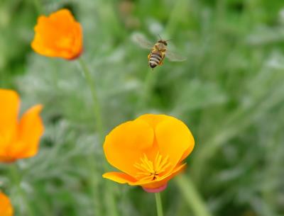 Bee in Flight*by Leo Chen