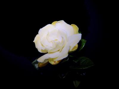 Creamy Gardenia by K Miller