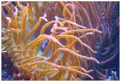 Underwater Garden  by ZoomBoy