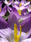 Spring Crocus.      Fremiet