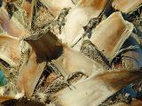 <b>Palm Reading</b><br>by Michael Buckman