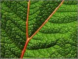 <b>Natures Crossroads</b><br><font size=1>by Carlos Chacon</font>