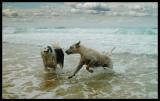 <br><p align=center><b>best friends</b><br> <font size=1>simon bennett</font></p>