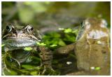 <b>Hi Freddie, nice evening for a swim</b><br><font size =1>By Jon M</font>
