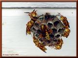 working together by Peggy