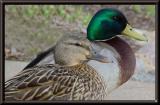 <b>Getting My Ducks in a Row</b><font size=1><br><a href=http://www.pbase.com/707er>by Jeff D</a></font>