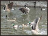 <b>Fervent Featheration</b><font size=1><br><a href=http://www.pbase.com/707er>by Jeff D</a></font>
