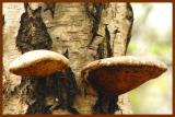 <b>Fungi and tree</b><br><font size =1>By Jon M</font>