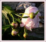 Pink Sunset* by Marie