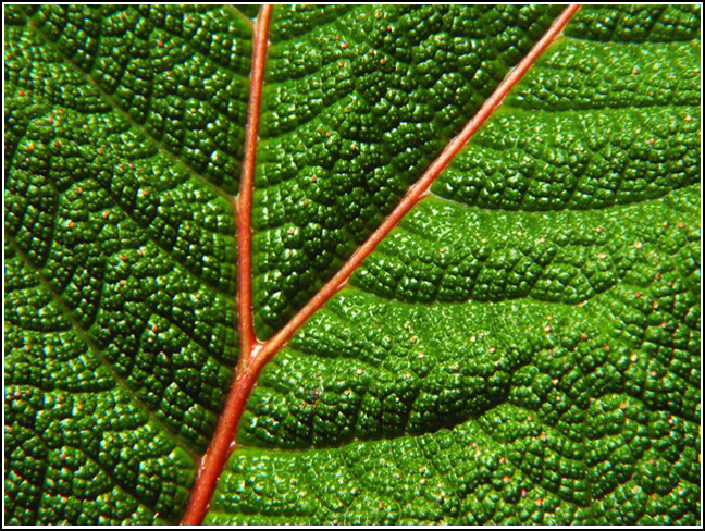 <b>Natures Crossroads</b><br><font size=1>by Carlos Chacon</font>