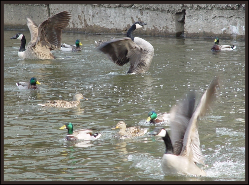<b>Fervent Featheration</b><font size=1><br><a href=http://www.pbase.com/707er>by Jeff D</a></font>