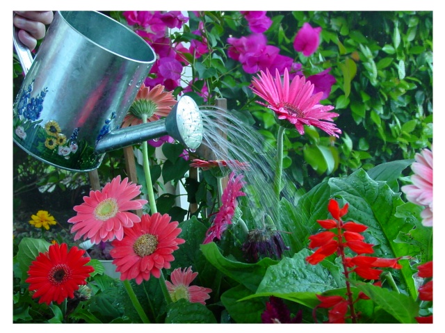 Caring for my plants     by florg