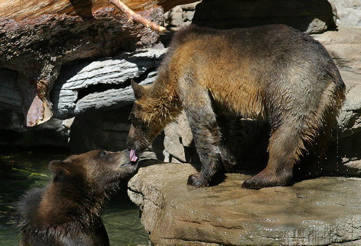 <b>Slobbery Bear Kiss</b><br> by Lisa Young