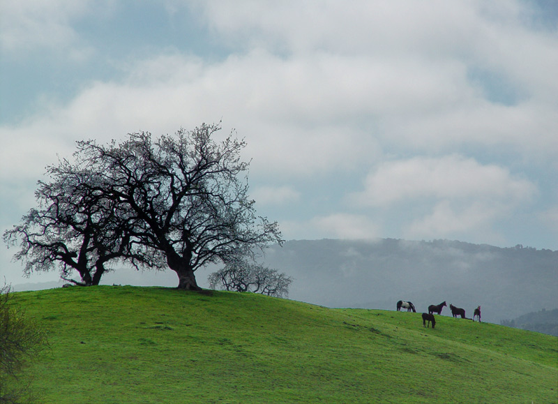 Misty Morning Herd<br>by Michael Puff