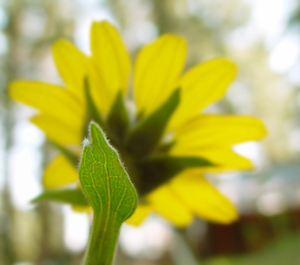First Wild Daisy by Sarah D