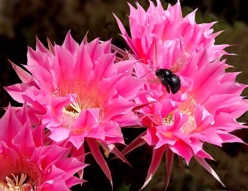 Cactus flower by Antoine