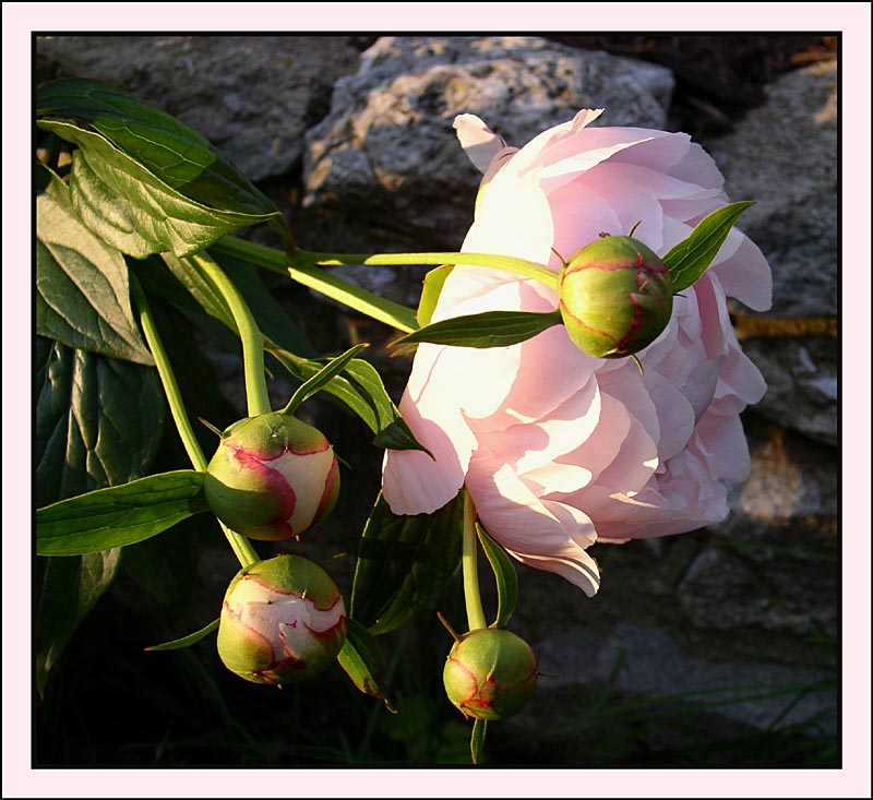 Pink Sunset* by Marie