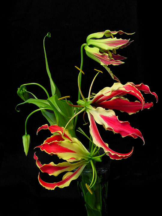 4th<br>Vase of Flames by Lisafx