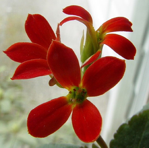 <b>Macro of Miniature Radiance Flowers</b>*<br><font size=1>by Arvin Chaikin</font size>