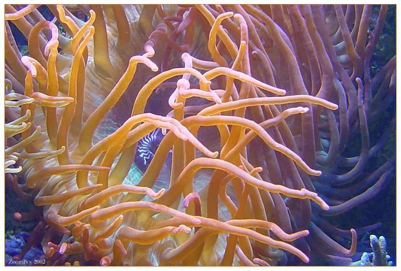 Underwater Garden </br><font size=1> by ZoomBoy</font>