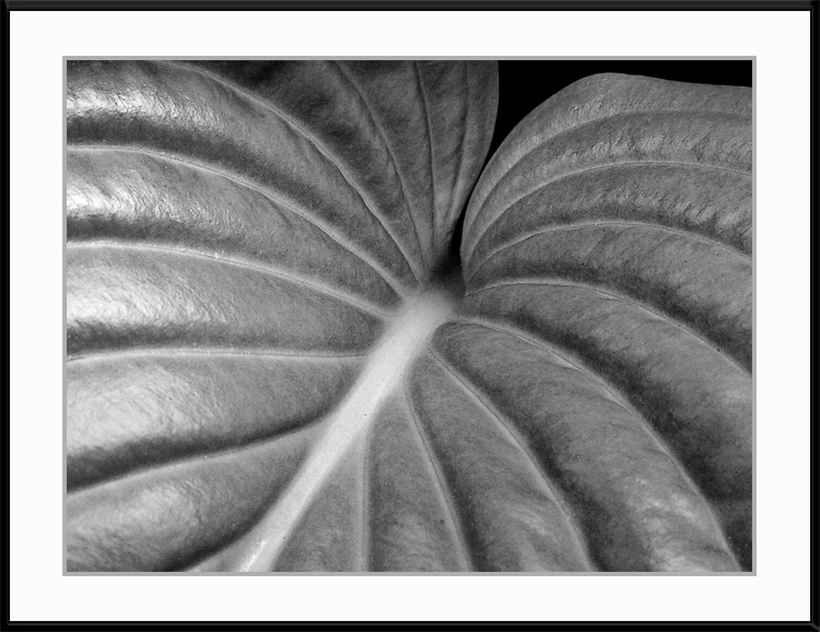 <b>*Aorta Redux*</b><br><font size=1> by Joe Reilly