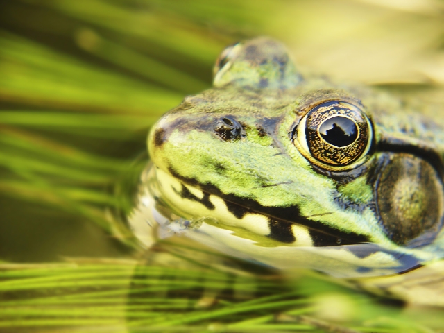 The Frog
