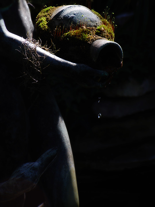Lady and the Swan