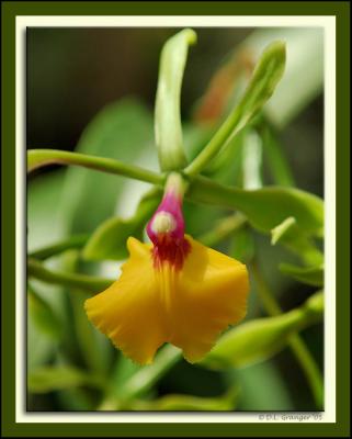 Orchid_D2X0290.jpg