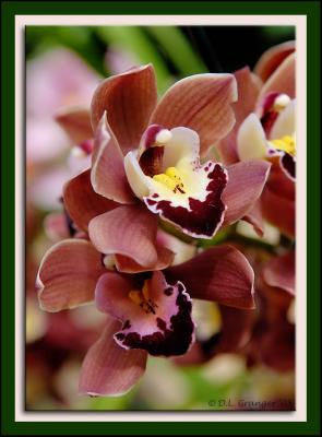 Orchid_D2X0299.jpg