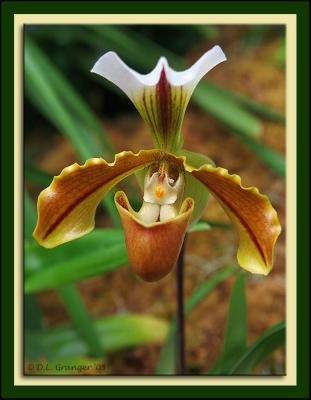 Orchid_D2X0309.jpg