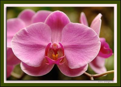 Orchid_D2X0336.jpg