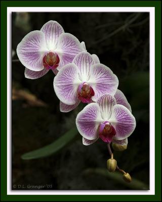 Orchids 2005