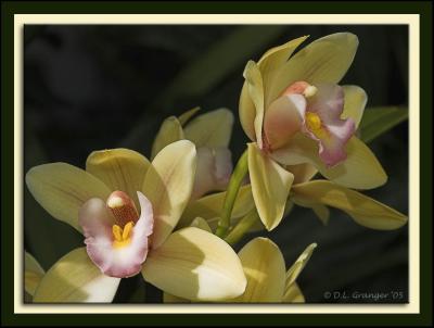 Orchid_D2X_0446.jpg
