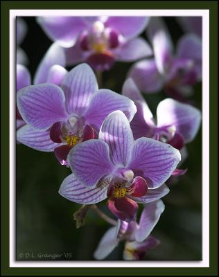 Orchid_D2X_0473.jpg