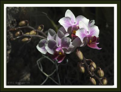 Orchid_D2X_0484.jpg