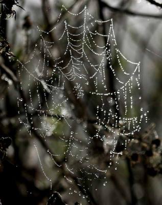 3-10 dew on web 2961.jpg