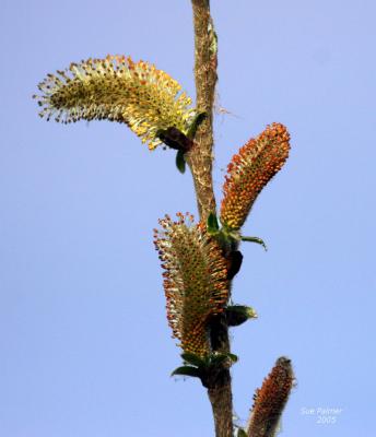 3-10 p willows 2968.jpg